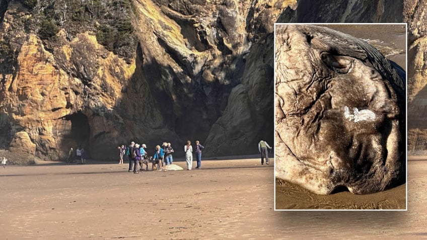 Split image of beach and giant mola mola