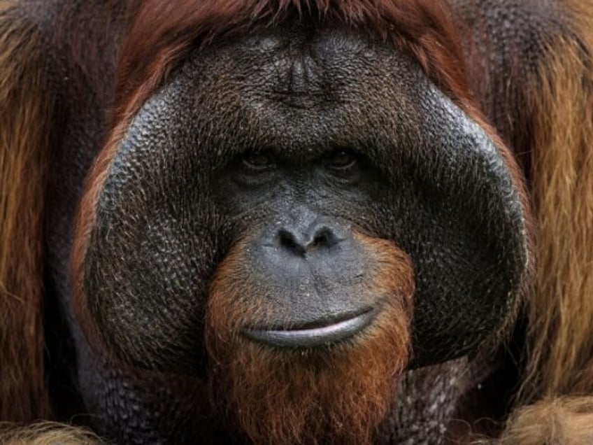 Bujang, a 35-year-old male orangutan rescued from a circus in Sumatra, waits for food on a