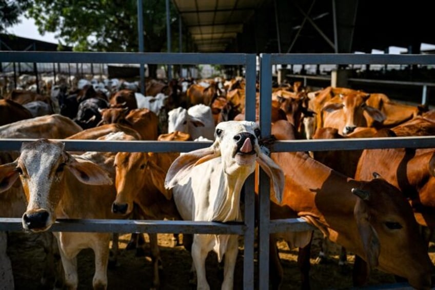 Dung from India's cows, sacred to many in the Hindu-majority country, is being used to pow