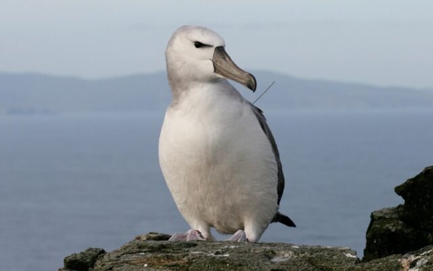 Albatrosses on a far-flung South African island are being eaten by mice