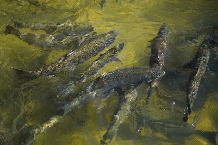The number of salmon expected to return to California's rivers has plummeted close to hist