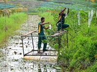 Salt of the earth: Pilot project helping reclaim Sri Lankan farms
