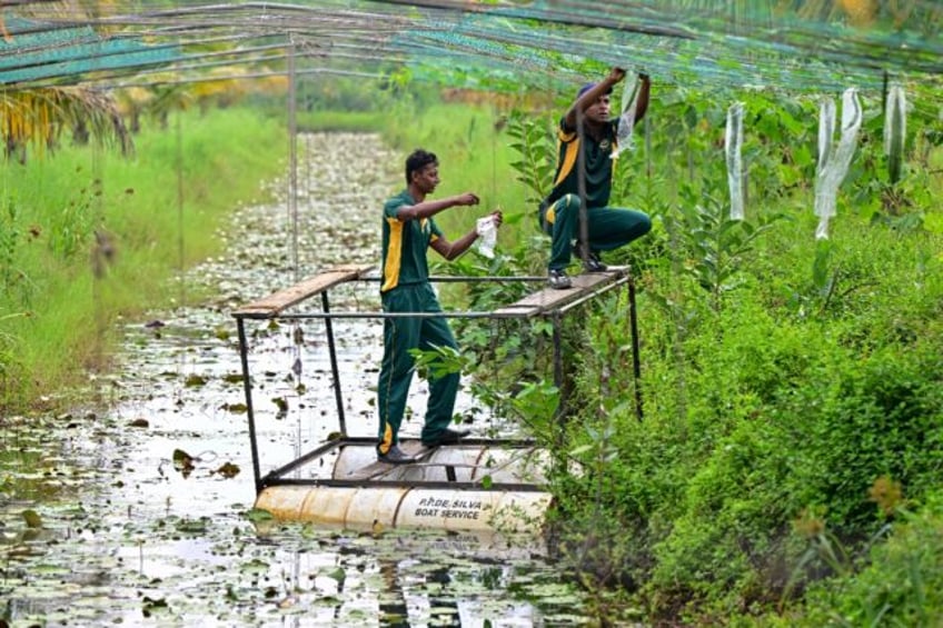 Sri Lankan Special Task Force soldiers work at a plantation in their model farm at Katukur