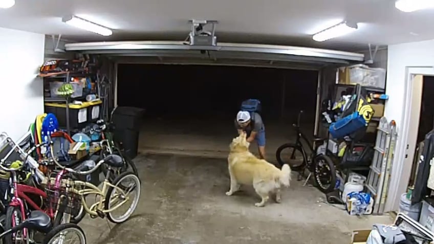 san diego bike theft suspect arrested after playing with victims golden retriever i love you too