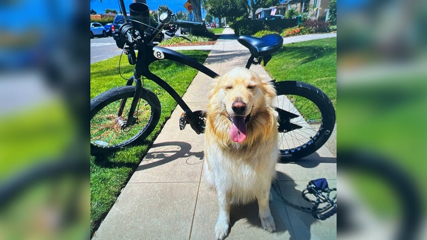 san diego bike theft suspect arrested after playing with victims golden retriever i love you too