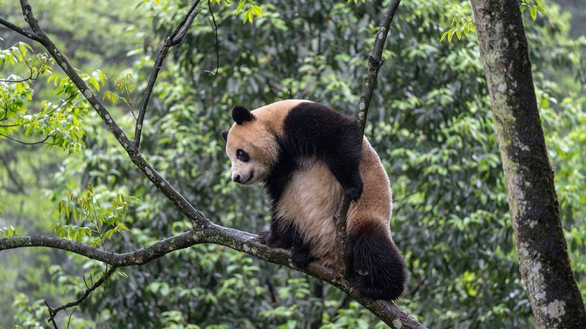 san diego zoo panda