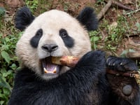 San Diego Zoo to welcome pair of giant pandas from China under conservation partnership