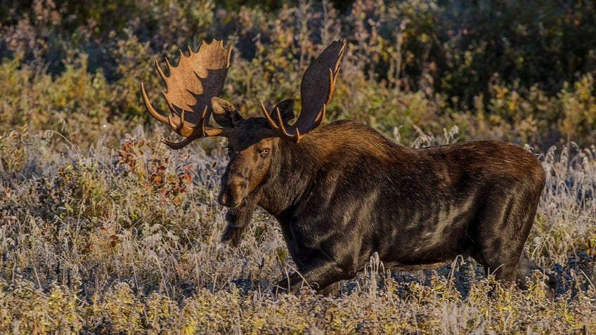 santa fe authorities capture moose that wandered through downtown