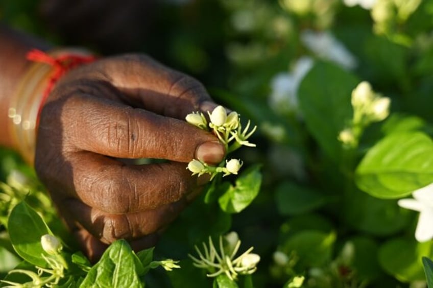 scent of luxury indias jasmine infuses global perfume