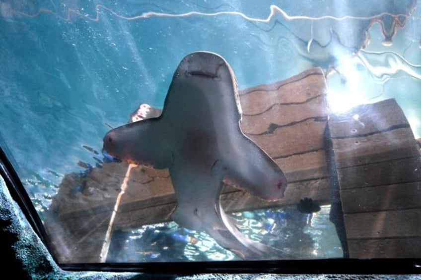 A leopard shark is released back into the aquarium after being artificially inseminated wi