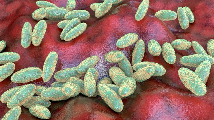Plague bacteria yersinia pestis