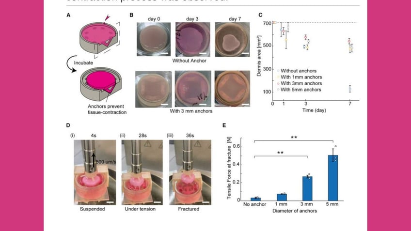 Scientists create creepy lifelike faces with real human skin for robots