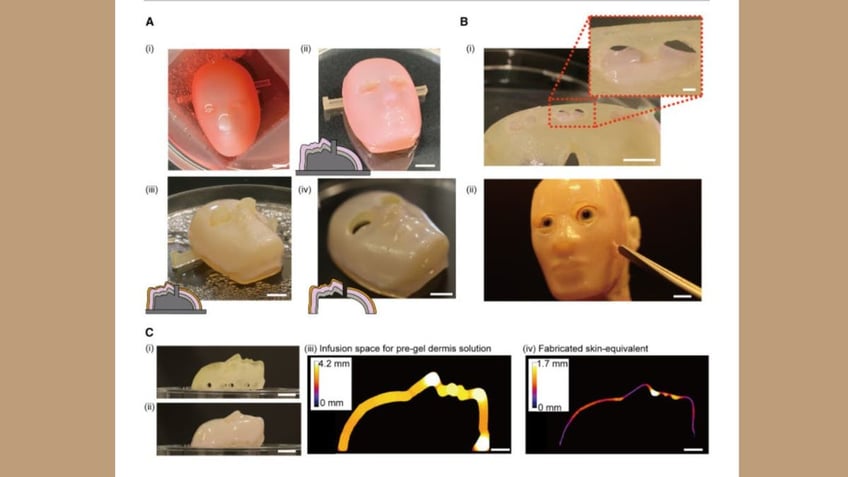 Scientists create creepy lifelike faces with real human skin for robots