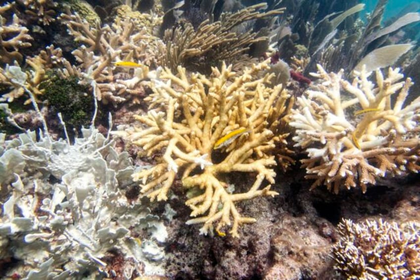 scientists florida keys coral reefs are already bleaching as water temperatures hit record highs