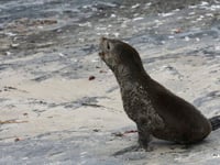 Scientists in South Africa say they have identified the first known outbreak of rabies in seals