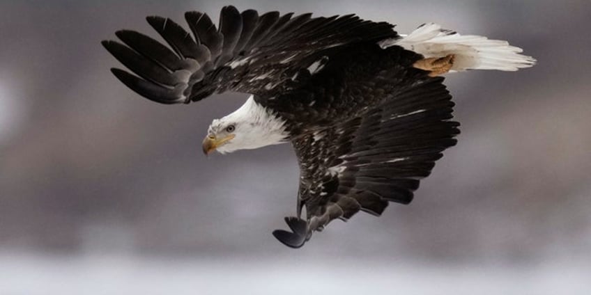 scientists say endangered species act is as essential as ever after 50 years of success