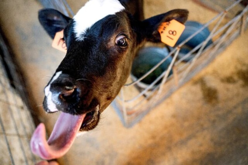 A cow that’s part of study on reducing methane in bovine burps stands in an exclosure a