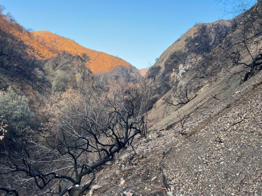 scorched mountains green shoots a canyon after palisades fire