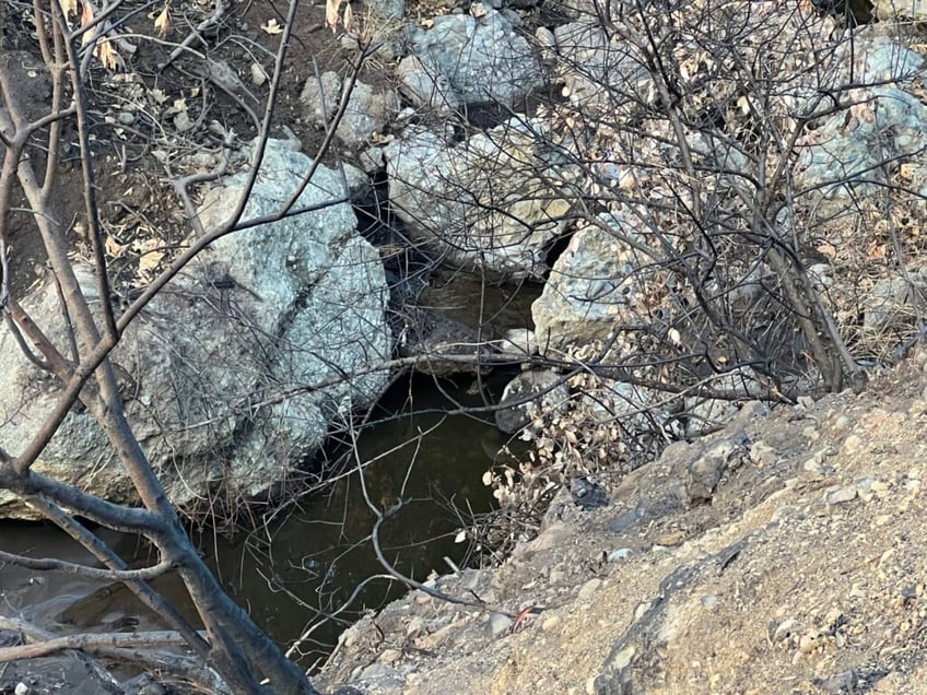 scorched mountains green shoots a canyon after palisades fire