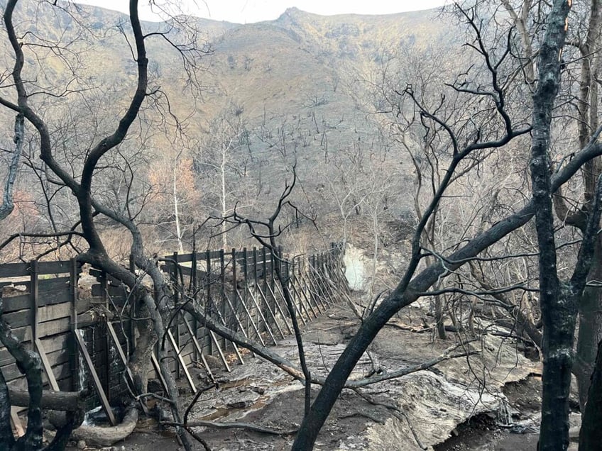 scorched mountains green shoots a canyon after palisades fire