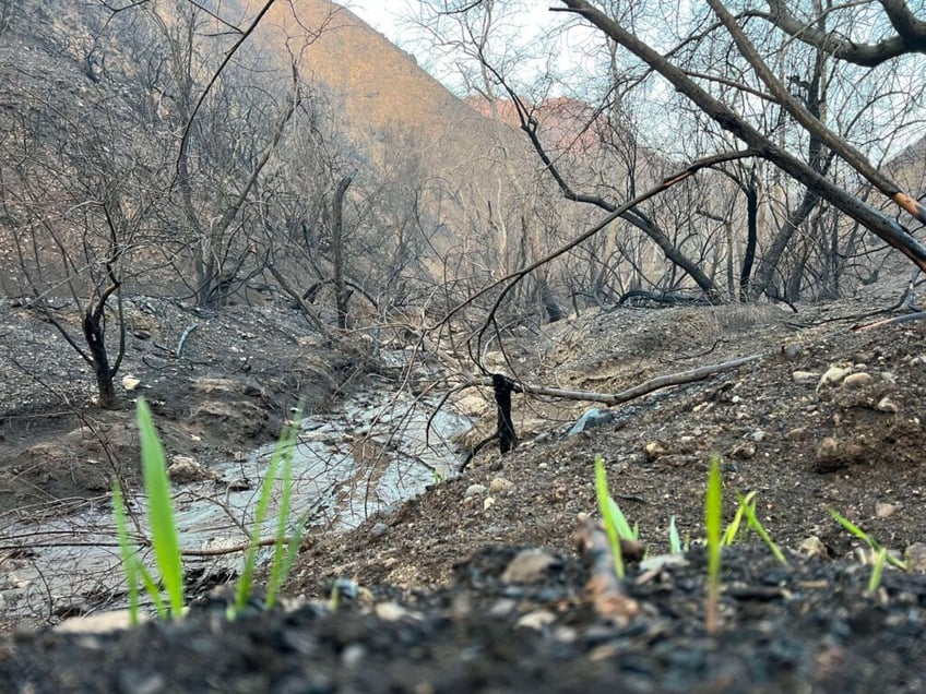 scorched mountains green shoots a canyon after palisades fire