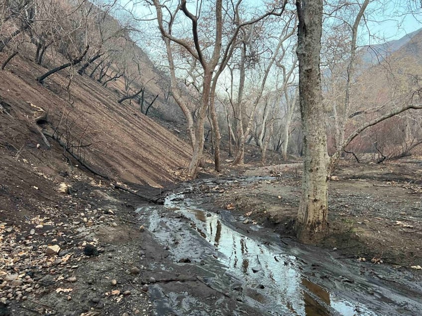 scorched mountains green shoots a canyon after palisades fire