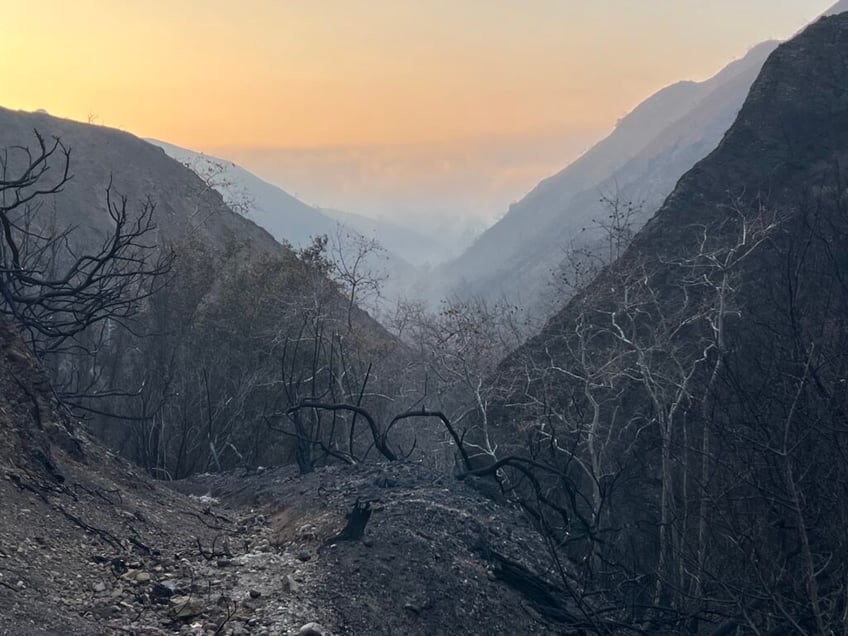 scorched mountains green shoots a canyon after palisades fire