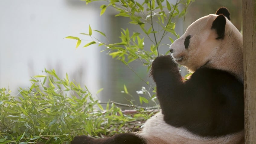 scotlands edinburgh zoo bids giant pandas bittersweet farewell as chinese exchange agreement expires