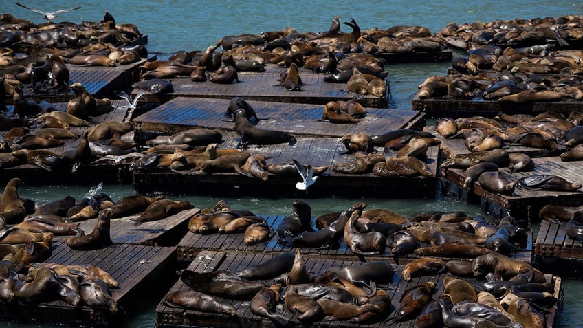 Sea lions