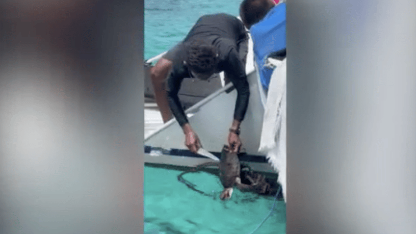 sea turtle with net around its neck is rescued by speedboat tour guide in heroic moment