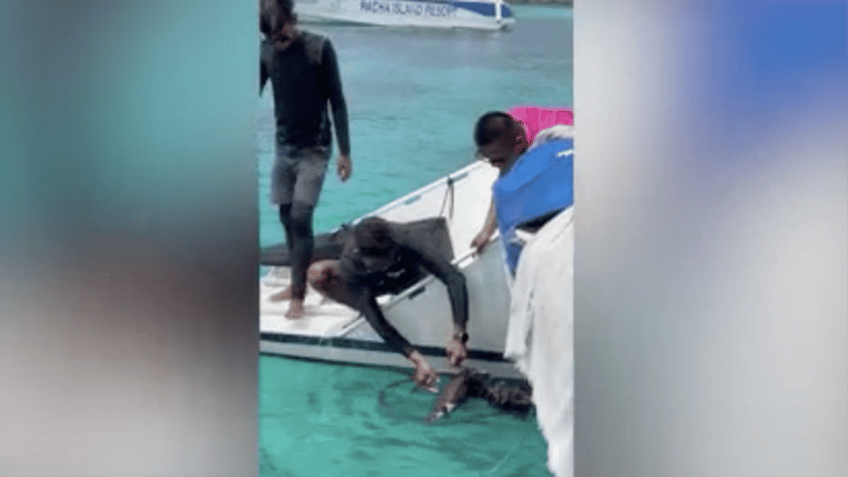 sea turtle with net around its neck is rescued by speedboat tour guide in heroic moment