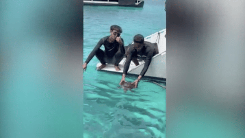 sea turtle with net around its neck is rescued by speedboat tour guide in heroic moment