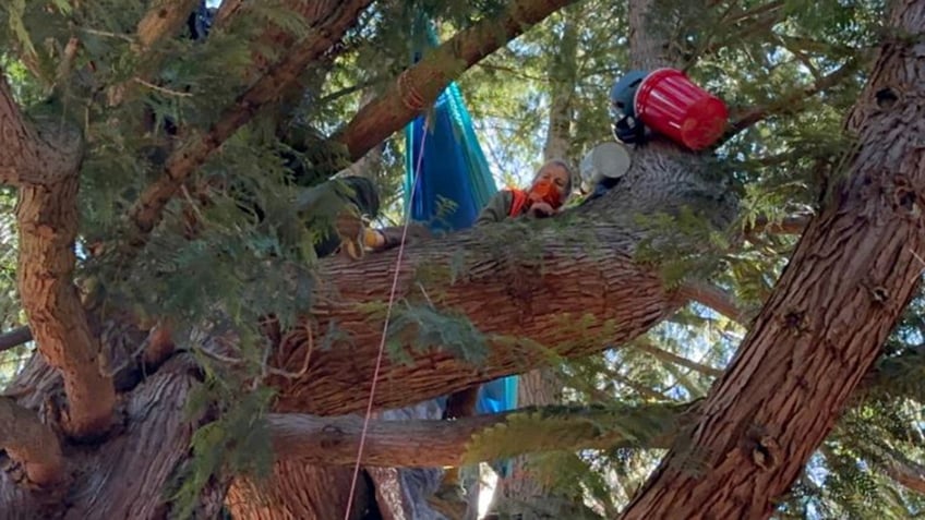 seattle woman occupies tree scheduled to be cut down for affordable housing units