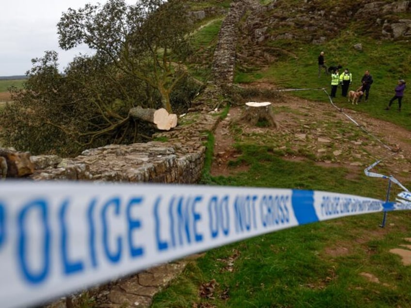 second arrest made over felling of historic tree along hadrians wall