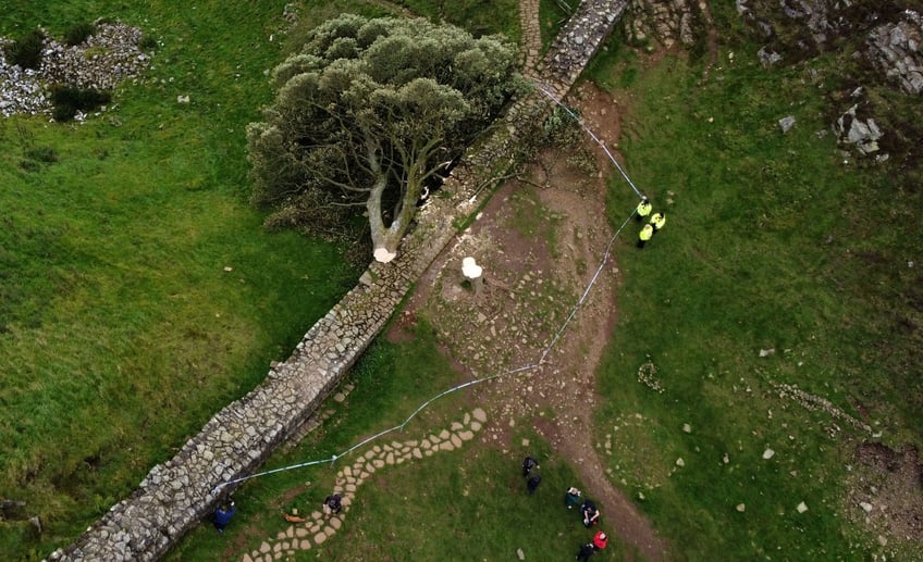 second arrest made over felling of historic tree along hadrians wall