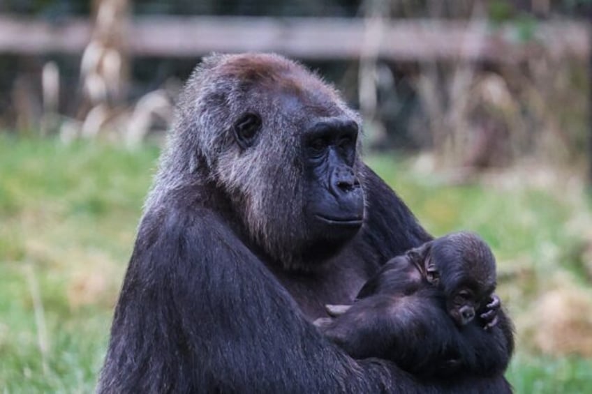 Western lowland gorillan umbers have declined by more than 60 percent over the last 25 yea