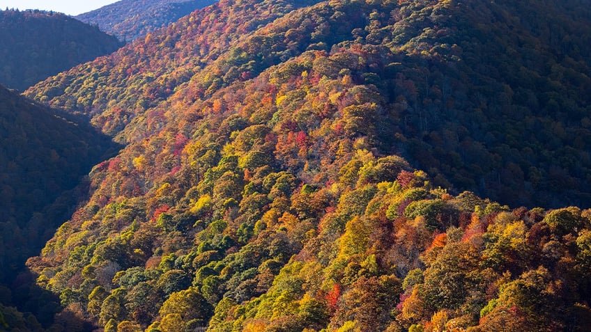 section of north carolinas blue ridge parkway closed after visitors interacted with bears