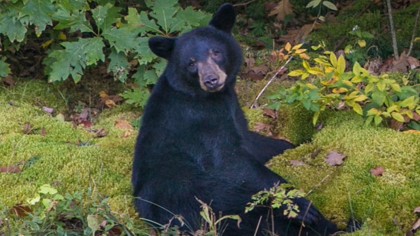 section of north carolinas blue ridge parkway closed after visitors interacted with bears