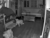 Security footage shows dog's dramatic showdown with full-sized bear inside California home