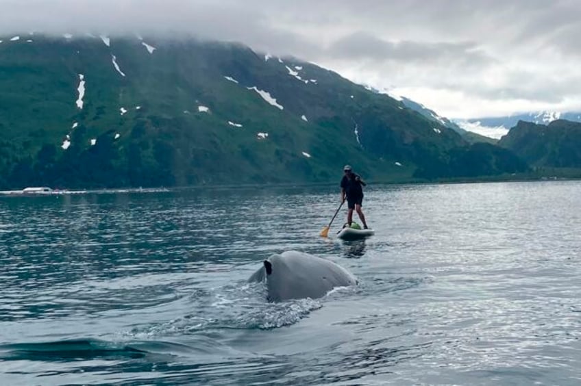 see how an alaska paddleboarder escaped a close encounter with a humpback whale