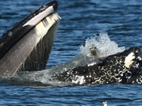 SEE IT: Humpback whale, named Zillion, scoops up seal in rare photo