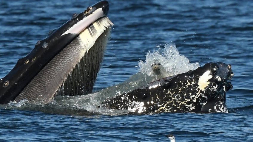 Humpback whale and seal