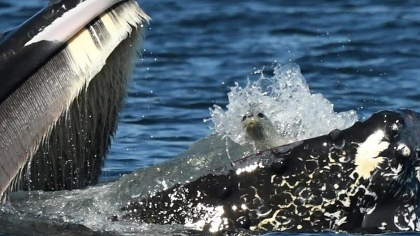 Humpback whale and seal