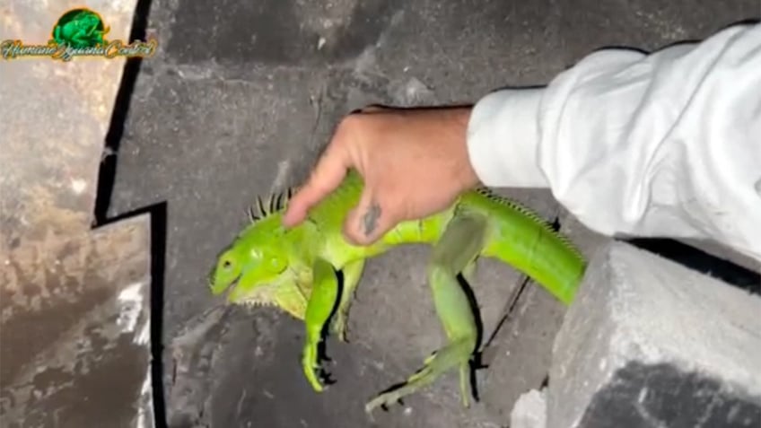 Iguana removed from fireplace