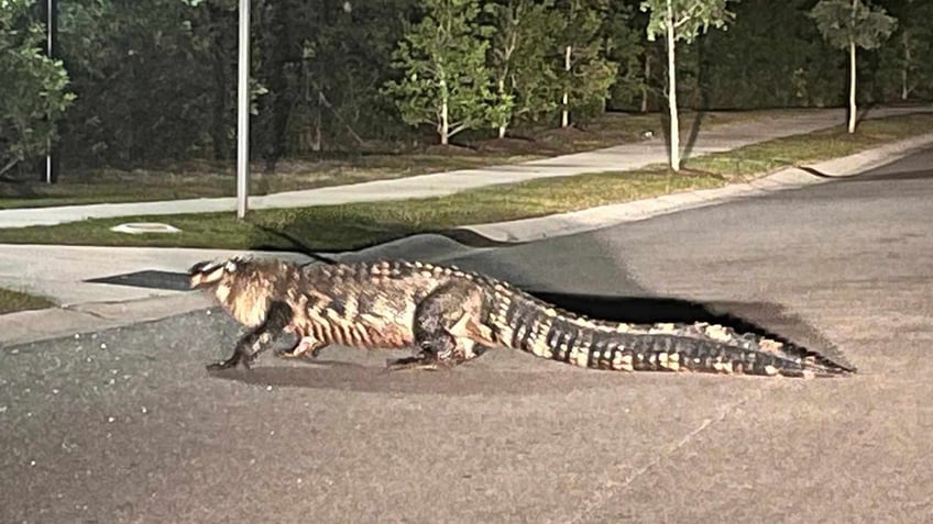 Alligator crosses street