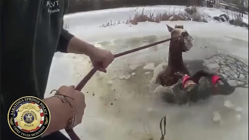 Horse rescue in New York