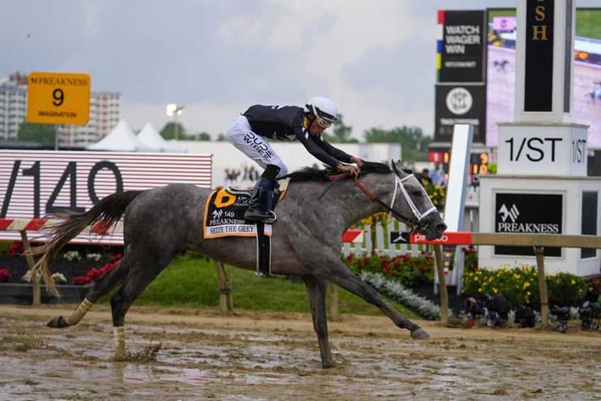 Jaime Torres, atop Seize The Grey, crosses the finish line to win the Preakness Stakes horse race at Pimlico Race Course, Saturday, May 18, 2024, in Baltimore. (AP Photo/Julio Cortez)