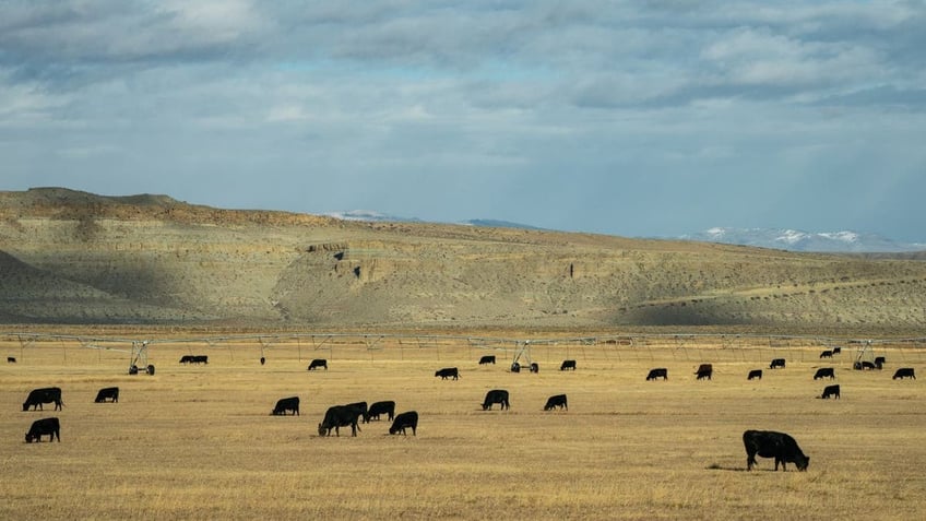 An image of about 20 cattle grazing in a field in Wyoming