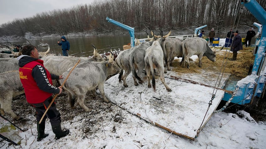 Farmers transport cows