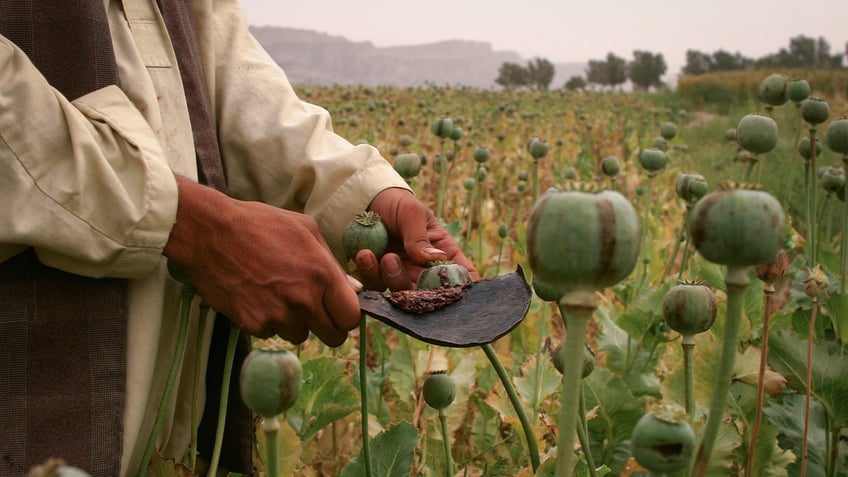 Poppy field